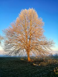 Bare tree on field against clear sky