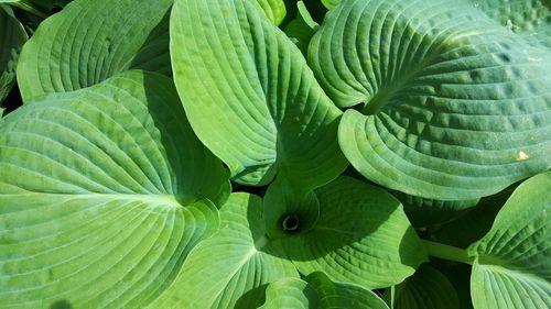 Full frame shot of leaf