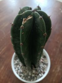 High angle view of succulent plant on table