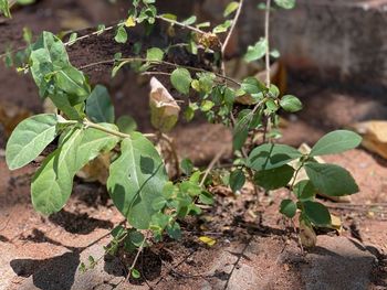 High angle view of plant growing on field