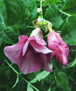 Close-up of pink flowers