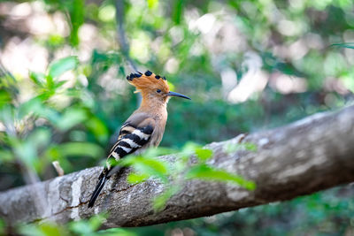 Close-up of bird perching on tree