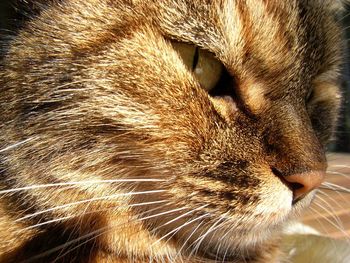 Close-up of cat