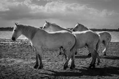 Horses standing in ranch against sky