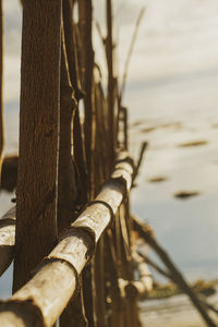 Close-up of bamboo plant