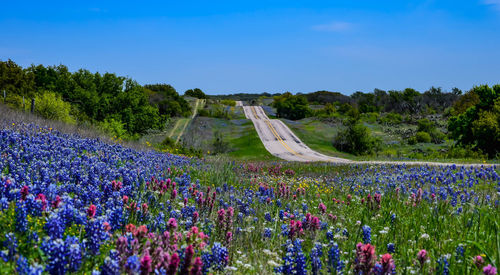Wildflower line the roads through texas
