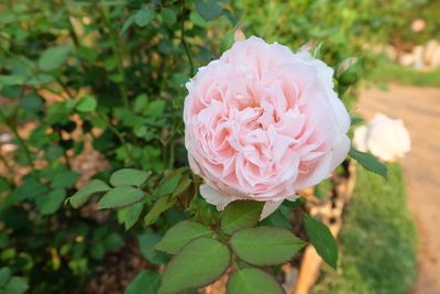 Close-up of pink flower