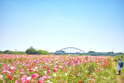 View of flowers in field against clear blue sky