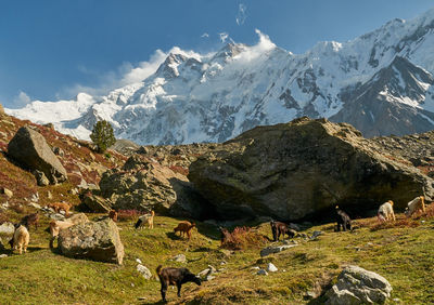 View of a horse on field against mountain range