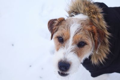 Close-up portrait of dog in snow