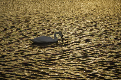 High angle view of swan swimming in lake