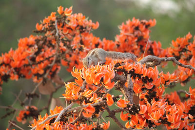 Close-up of orange flowers on tree