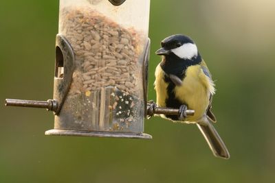 Close-up of bird on bird feeder