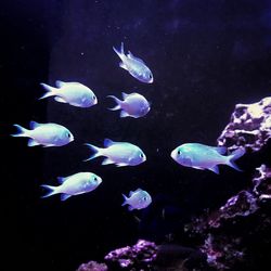 Close-up of fish underwater