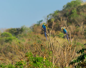 Macaw bird perching on a plant