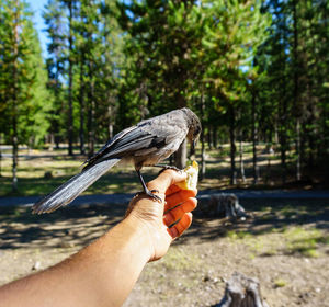 Close-up of hand holding bird