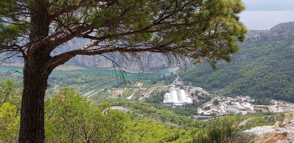 High angle view of trees on landscape