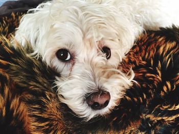 Portrait of cute pet dog