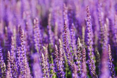 Close-up of purple flowering plants on field