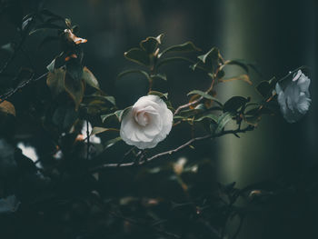 Close-up of white rose on plant