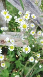 Close-up of white daisy flowers