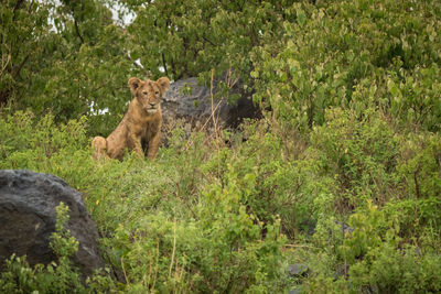 Lion cub in forest