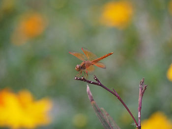 Close-up of red flowering plant during autumn