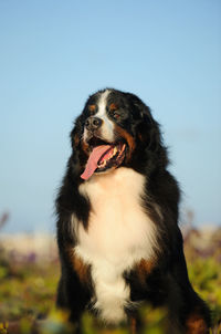 Close-up of dog looking away while standing on field