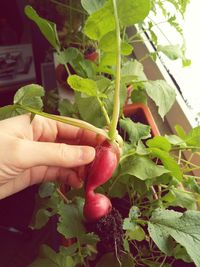 Close-up of hand holding red plant