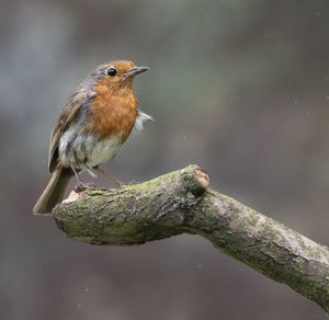 Male robin perched on a branch 