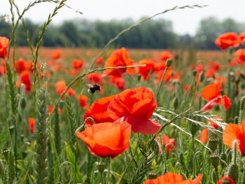 Close-up of orange poppy on field