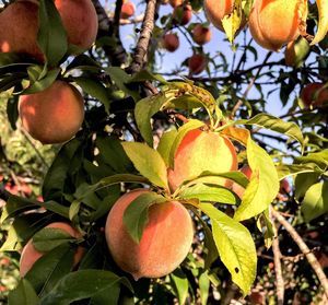 Low angle view of fruits on tree