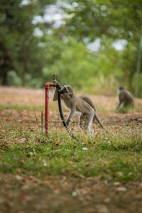 Monkey drinking water from faucet at kruger national park