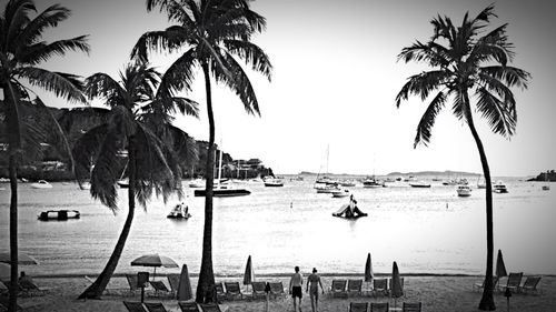 Palm trees on beach