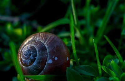 Close-up of snail on leaf