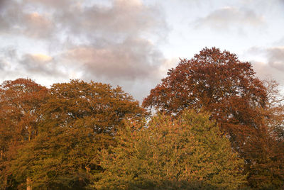 Low angle view of trees against sky during autumn