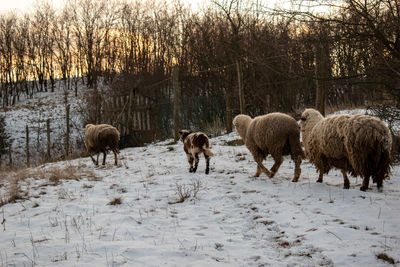 Sheep grazing on snow covered field