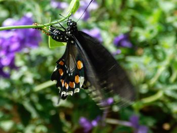 Close-up of butterfly pollinating on flower