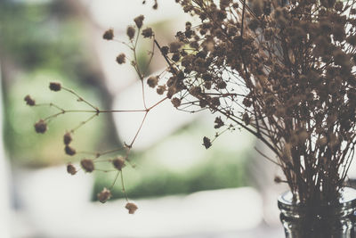 Close-up of flower tree against sky