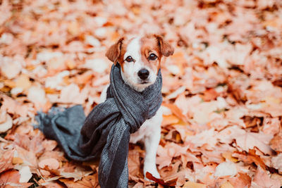 Portrait of dog on dry leaves during autumn