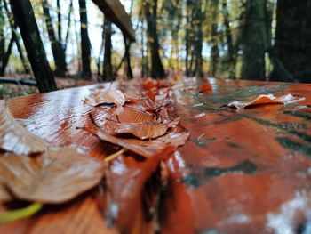 Close-up of autumn leaves on tree trunk in forest