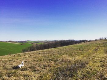 Scenic view of grassy field against clear blue sky