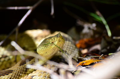 Upclose with a handsome yellow timber rattler 