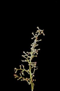 Close-up of branch against black background