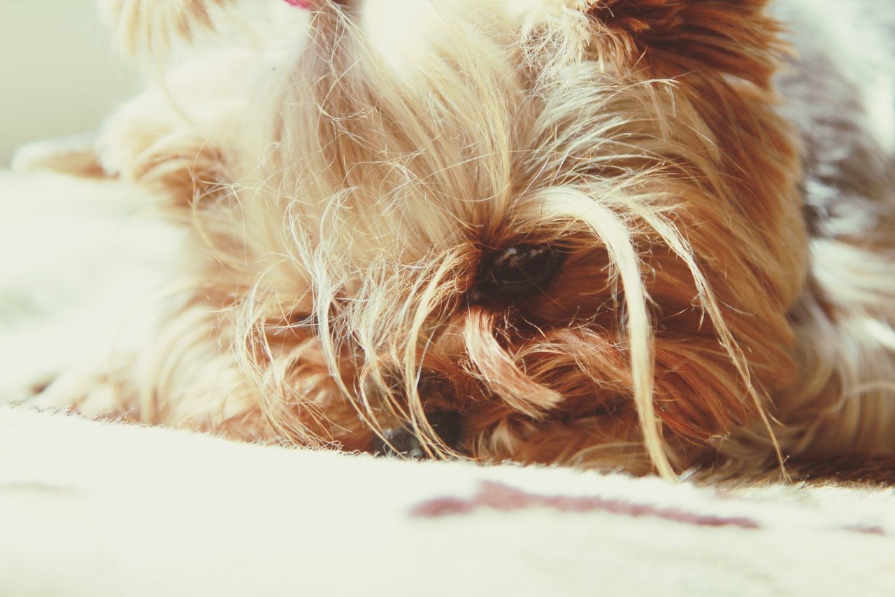 domestic animals, pets, mammal, one animal, dog, animal themes, close-up, animal hair, focus on foreground, relaxation, selective focus, lying down, animal head, resting, indoors, animal body part, day, brown, part of, no people