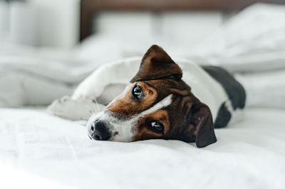 Jack russell terrier dog lies in bed on white linen. pet lovers.