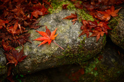 High angle view of maple leaves on plant