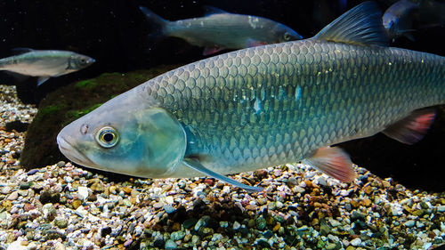 Close-up of fish swimming in aquarium