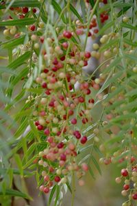 Close-up of red flowers