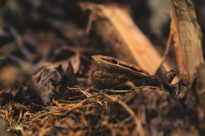 Close-up of walnut shell in forest